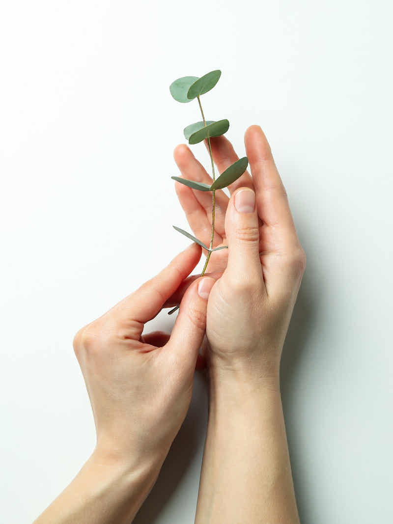 Hands holding wood chips and rice hulls, the raw materials for our fibre