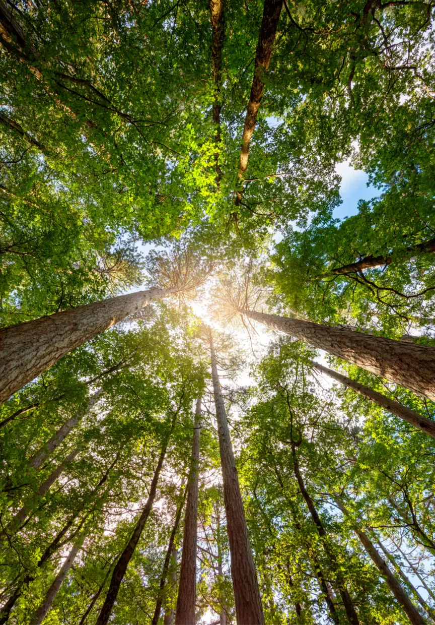 Looking up a stand of tall eucalyptus trees towards the sun